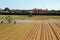 automatic irrigation system of a lettuce field in summer