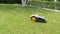 automatic lawn mower robot moves on the grass,