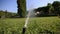 Automatic lawn watering. Sprayer of grass. Green lawn at Villa M