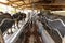 automatic milking system industry on the buffala cow farm in Brazil