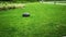 Automatic robot lawn mower rides on the lawn in a city park