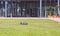 Automatic robot lawnmower mowing green grass on a lawn in a warm sunny summer day