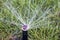Automatic sprinkler head dispersing water on grass