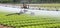 Automatic sprinklering system of a lettuce field in summer