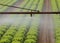 automatic sprinklering system of a lettuce field in summer