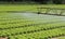 automatic sprinklering system of a lettuce field in summer