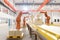 Automation factory or cargo with robot arms and warehouse robots