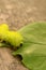 Automeris IO caterpillar eating redbud leaf