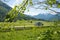 Automobile driving in bavarian spring landscape, view through green branches to country road