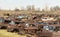 An automobile junk yard in a rural area.