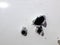 Automobile shot up bullet gun fire holes