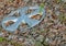 Automobile wheel cover laying on ground