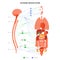 Autonomic nervous system