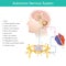 Autonomic Nervous System. Diagram