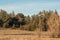 Autum American western rural ranch countryside landscape with tall vintage rustic retro windmill in a mowed field and green oak