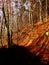 Autum beech forest woods during fall season in bavaria, Germany