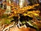 Autum beech forest woods during fall season in bavaria, Germany