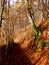 Autum beech forest woods during fall season in bavaria, Germany