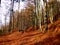 Autum beech forest woods during fall season in bavaria, Germany