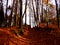 Autum beech forest woods during fall season in bavaria, Germany