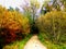 Autum forest background with a colorful of autumn leaves