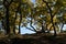 Autum nature view through the trees to the clear blue sky