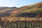 autum vineyards between Rech and Dernau in 2020