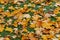 Autuman background. Golden fallen leaves lie on green lawn. Foliage carpet. Close up. High quality resolution. Sunny day