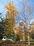 Autumm fall foliage in morning light Anchorage, Alaska