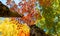 Autumn 2019: Colorful Canadian treetops