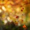 Autumn, abstract natural background