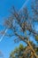 Autumn acacia on a background of blue sky