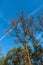 Autumn acacia on a background of blue sky