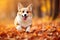 Autumn Adventures: Corgi Dog in the Park