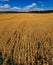 Autumn aerial panoramic drone countryside corn field and forest