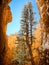 Autumn afternoon at Bryce Canyon, Wasatch mountains