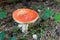 Autumn agaric amanita mushroom, red colorful cap