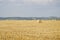 Autumn Agricultural Field