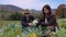 Autumn Agriculture: Duo Working Together in a Rustic Cabbage Field with Majestic Mountain Panorama