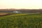 Autumn alfalfa field