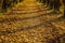 Autumn alley filled with fallen leaves