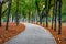 Autumn alley of Gorky Central Park of Culture and Leisure in Kharkiv Ukraine. Paved footpath among rows of trees and lawns