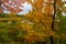 Autumn along Duck Brook Road, Acadia National Park, Maine