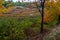 Autumn along Duck Brook Road, Acadia National Park, Maine