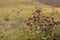 Autumn alpine meadow with lush blooming thistle with purple buds in golden sunlights on sunset closeup with blur. Idyllic gentle.