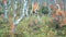 Autumn alpine taiga with thin trunks of birch trees, grass, rowan