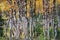 Autumn alpine taiga with thin trunks of birch trees in Khakassia