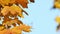 Autumn is already here! Orange maple leaves sway in breeze