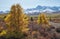 Autumn Altai highland landscape. Larch trees are on foreground and snow mountains are on background