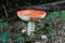 Autumn amanita mushroom, red muscaria. Agaric spores